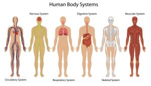 Habakkuk 3 7 Body-systems-and-organs