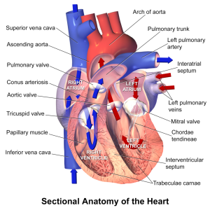 Habakkuk 3 8 1024px-Blausen_0457_Heart_SectionalAnatomy