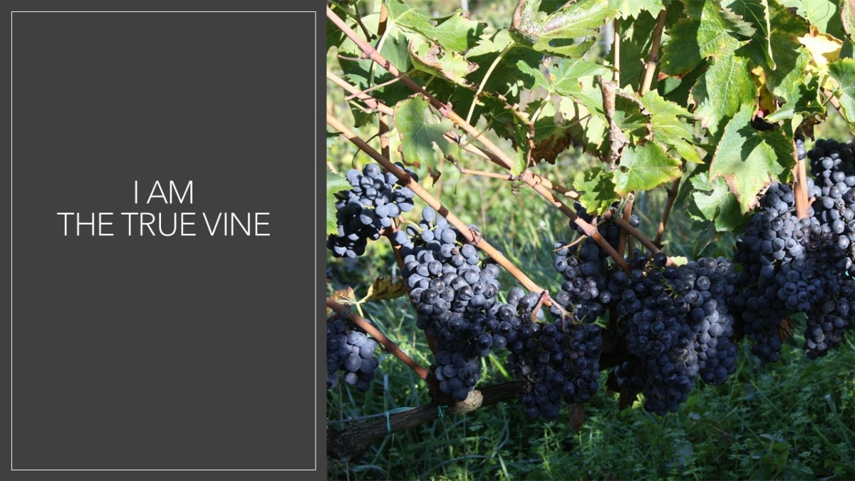 I AM The True&nbsp;Vine